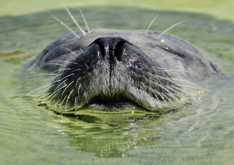 Zeehonden spotten